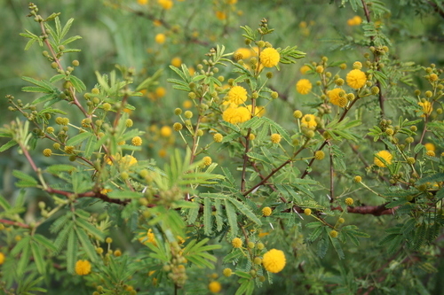Vachellia hockii