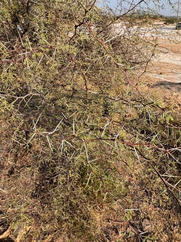 Vachellia jacquemontii (Babul) — photo