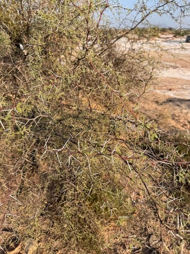 Vachellia jacquemontii (Babul) — photo