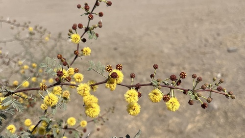 Vachellia jacquemontii