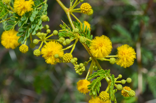 Vachellia karroo (Karroo Thorn) — photo