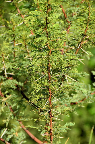 Vachellia karroo (Karroo Thorn) — photo