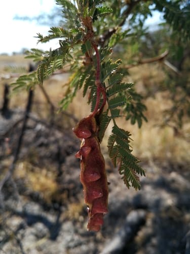 Vachellia kirkii (Kirk's acacia) — photo