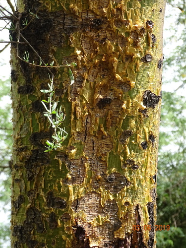 Vachellia kirkii