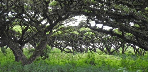 Vachellia lahai — photo