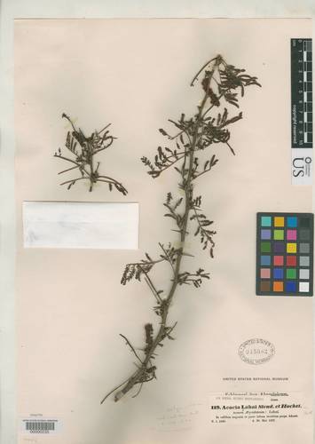 Vachellia lahai