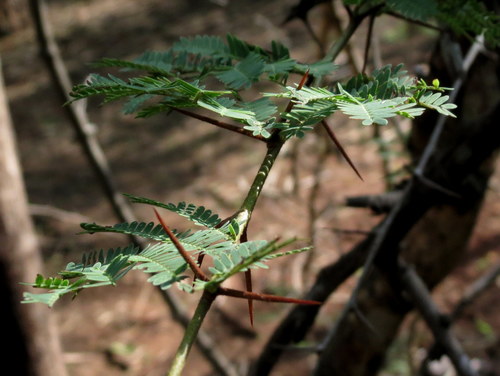 Vachellia leucophloea (Kuteera-Gum) — photo