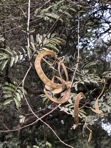 Vachellia leucophloea (Kuteera-Gum) — photo