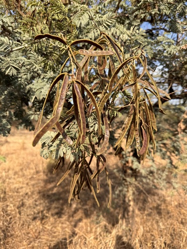 Vachellia leucophloea