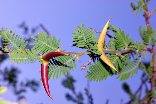 Vachellia luederitzii