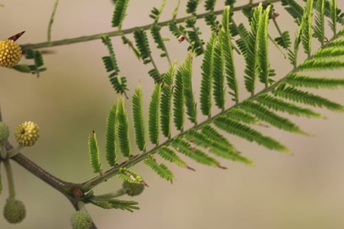 Vachellia macracantha (Faique) — photo