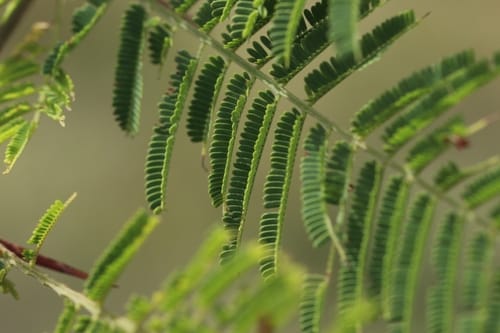Vachellia macracantha (Faique) — photo