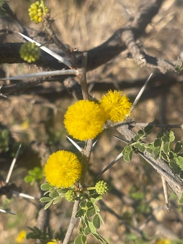 Vachellia nebrownii (Water acacia) — photo