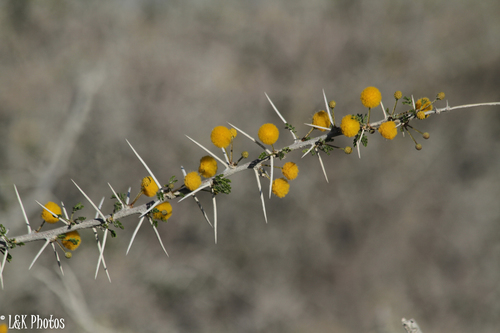 Vachellia nebrownii