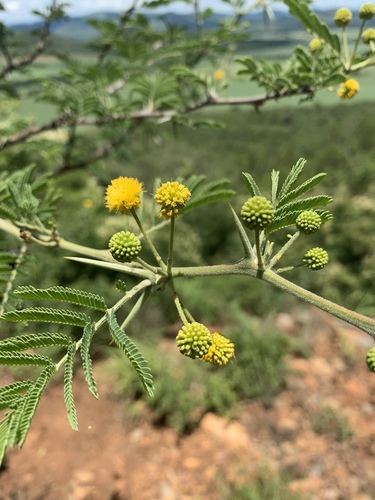 Vachellia nilotica (Egyptian thorn) — photo
