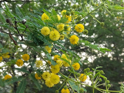 Vachellia nilotica (Egyptian thorn) — photo