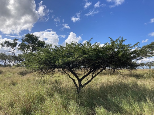 Vachellia nilotica