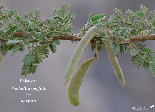 Vachellia oerfota — photo