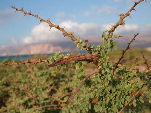 Vachellia oerfota — photo