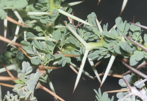 Vachellia oerfota