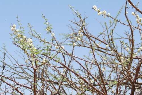 Vachellia reficiens (False umbrella thorn) — photo