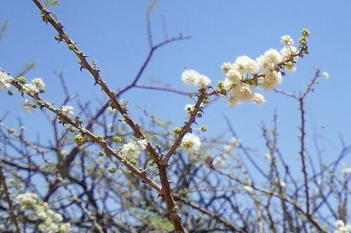 Vachellia reficiens