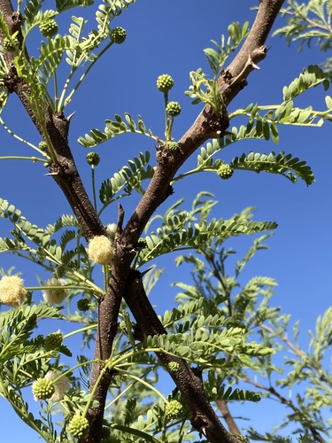 Vachellia robusta (Splendid thorn) — photo
