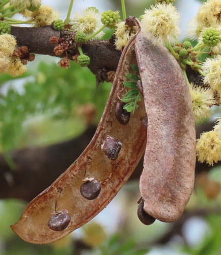 Vachellia robusta (Splendid thorn) — photo