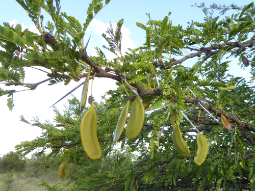 Vachellia robusta
