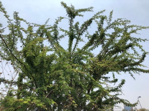 Vachellia schaffneri (Twisted acacia) — photo