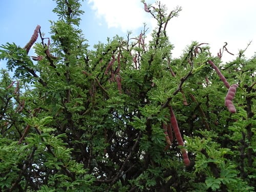 Vachellia schaffneri (Twisted acacia) — photo