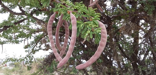 Vachellia schaffneri