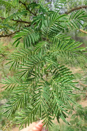 Vachellia seyal (Shittim wood) — photo