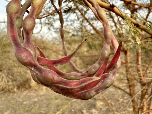 Vachellia seyal (Shittim wood) — photo