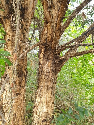 Vachellia sieberiana