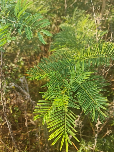 Vachellia sieberiana var. woodii