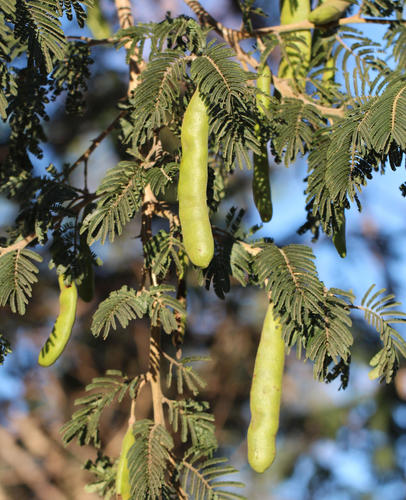 Vachellia sieberiana var. woodii (Paperbark thorn) — photo