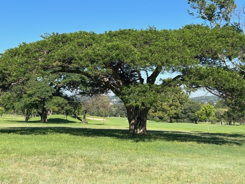 Vachellia sieberiana var. woodii (Paperbark thorn) — photo