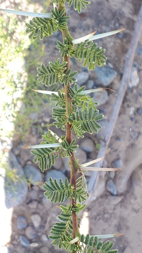 Vachellia tortilis (Umbrella thorn) — photo