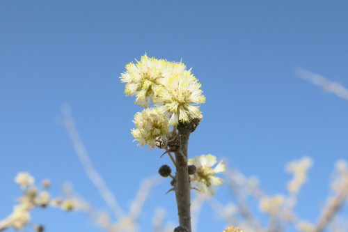 Vachellia tortilis (Umbrella thorn) — photo
