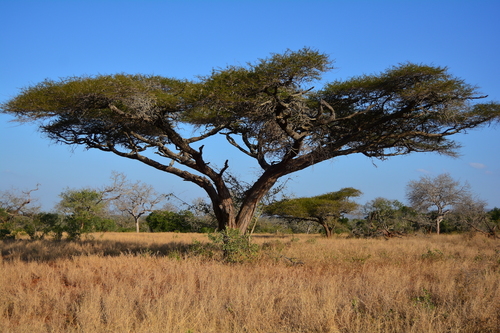 Vachellia tortilis