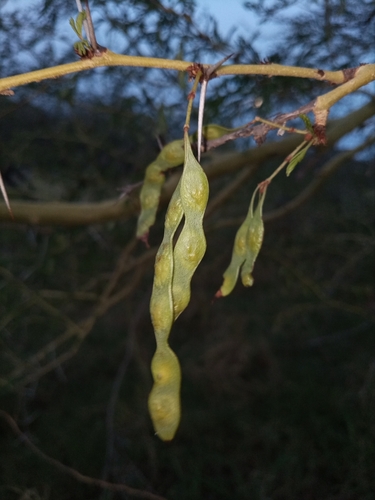 Vachellia xanthophloea (African thorn acacia) — photo