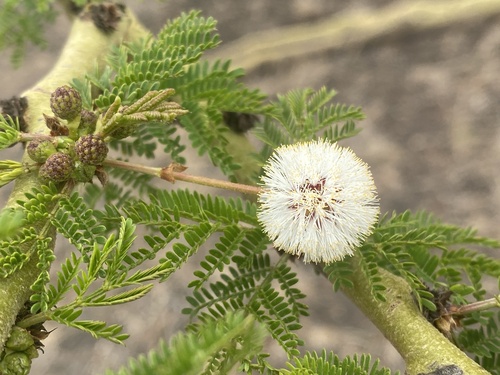 Vachellia xanthophloea (African thorn acacia) — photo