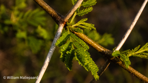 Vachellia xanthophloea