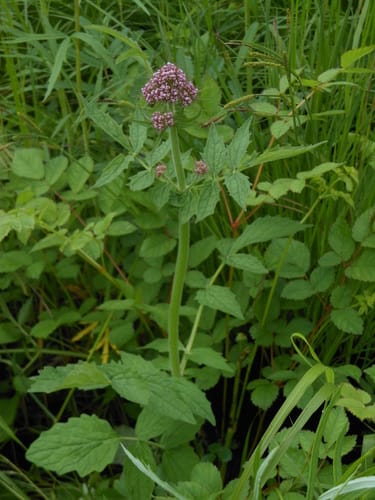 Valeriana amurensis — photo