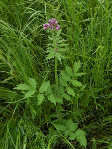 Valeriana amurensis