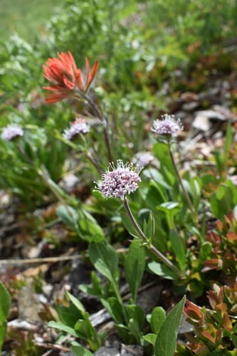 Valeriana capitata (Valerian) — photo
