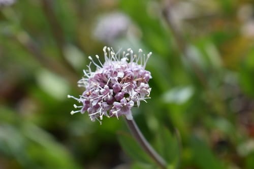 Valeriana capitata (Valerian) — photo