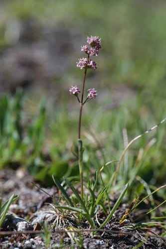 Valeriana celtica — photo