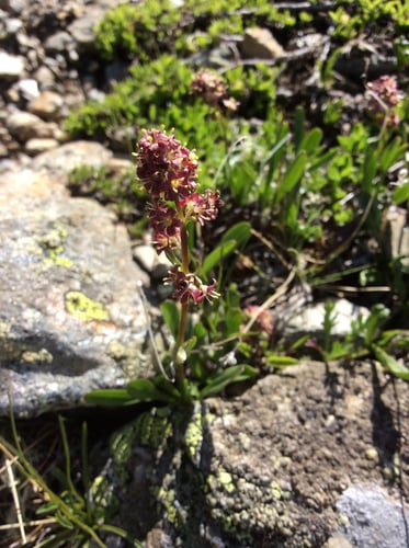Valeriana celtica